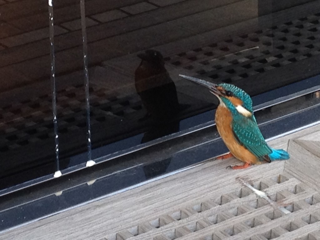 der Eisvogel, inklusiv seinem Geschäft an der Scheibe