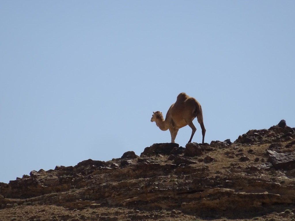 Ashkelon und das Tote Meer 063